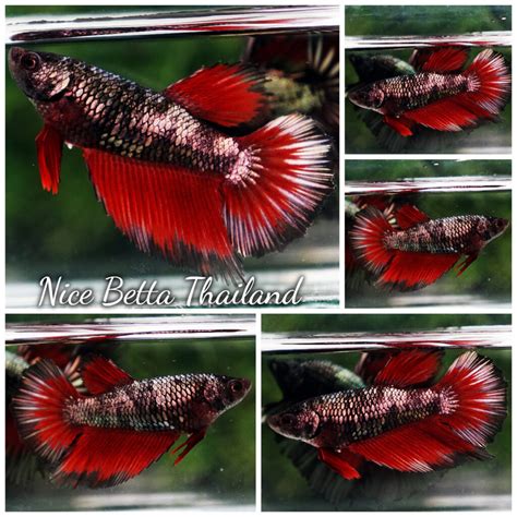 avatar betta fish price|Avatar Betta Fish for Sale .